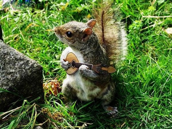 Squirrel Musician picture