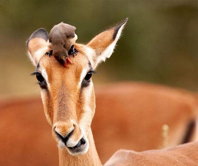 Bird and Fawn picture