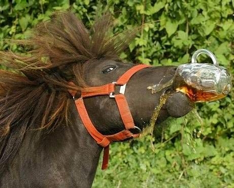 Thirsty Horse picture