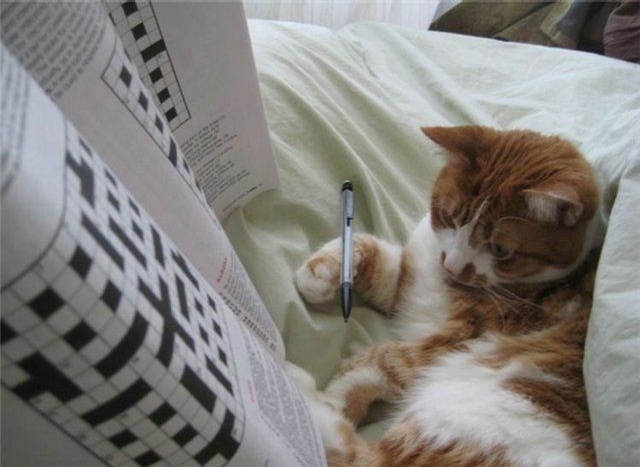 Sudoku Cat picture