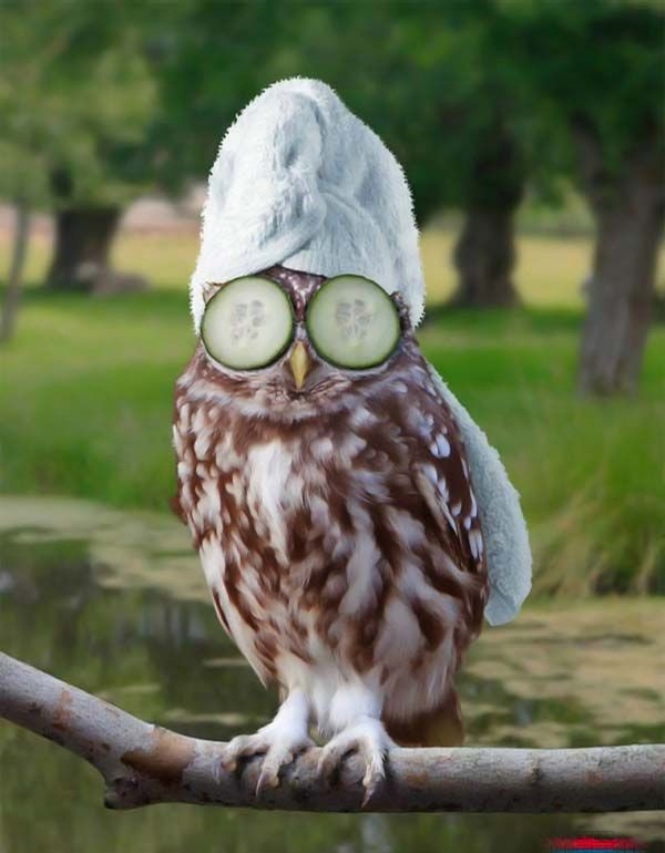 Pretty Owl picture