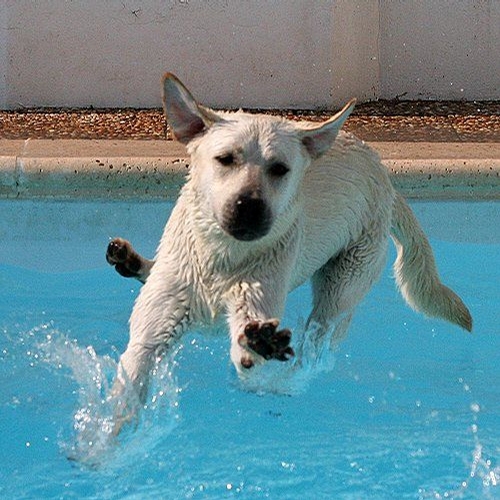 Dog Walking on Water picture