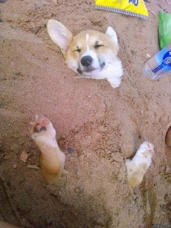 Dog Buried in Sand picture