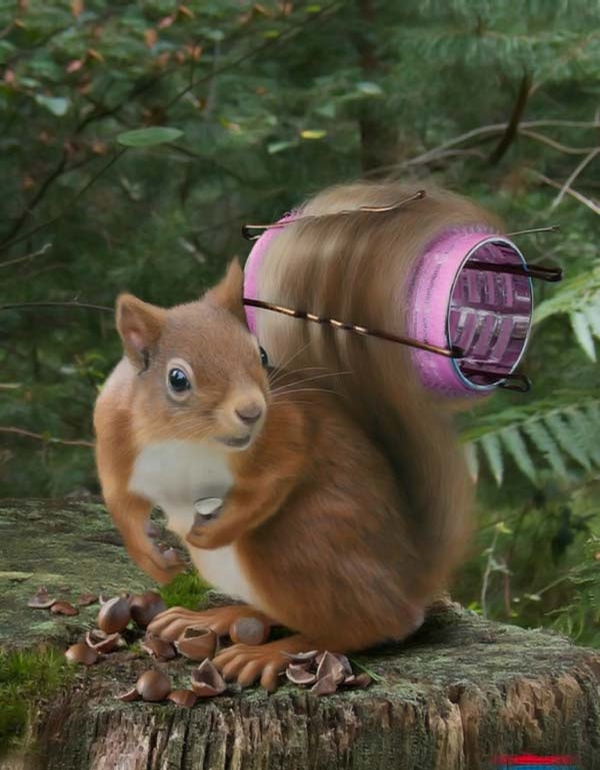 Squirrel Model picture