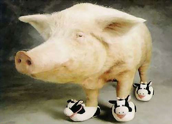 Pig Boots picture