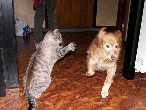 Karate Cat picture