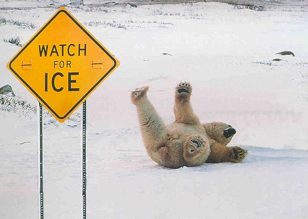 Watch For Ice Sign - that polar bear have not noticed the sign