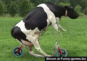 Cow Biker picture