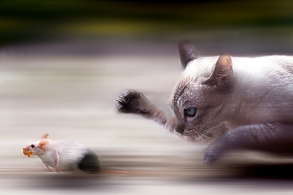 Ultra Fast Cat picture