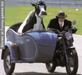 Cow Co-driver picture