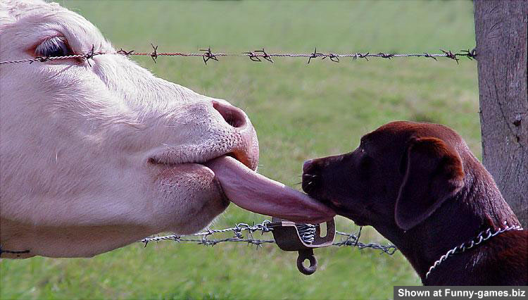 Cow Licks Dog picture
