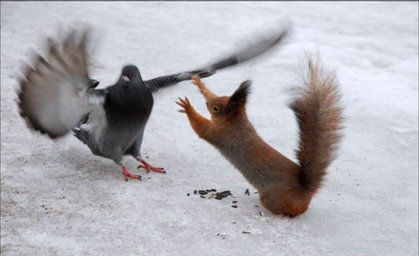 Pigeon vs Squirrel picture