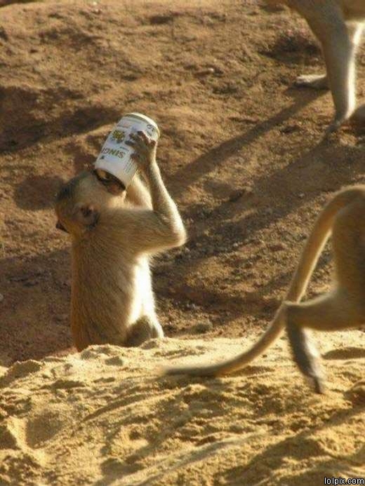 Thirsty Meerkat picture