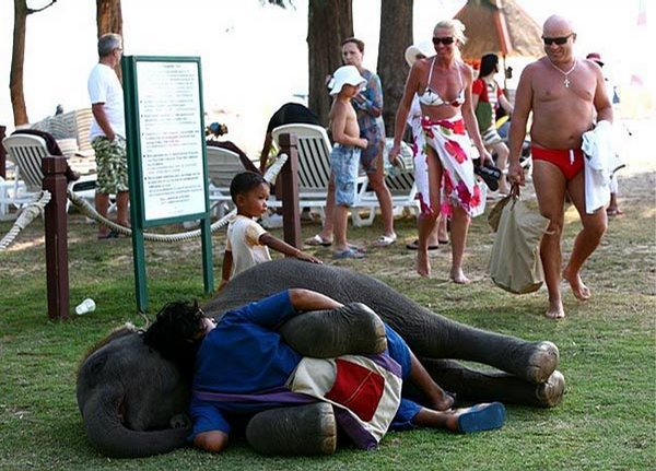 Elephant Love picture