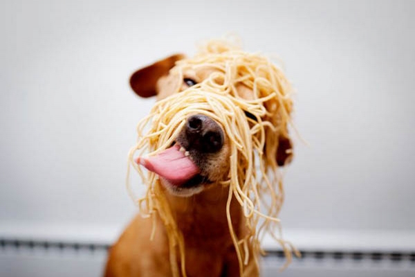 Dog Likes Spaghetti picture