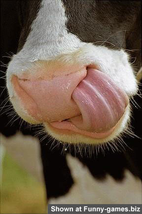 Fun Cow Photo picture