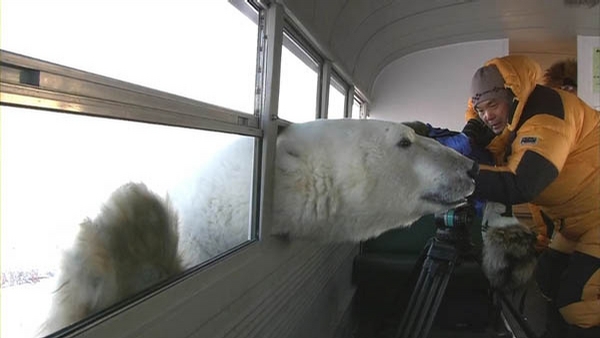 Curious Polar Bear picture