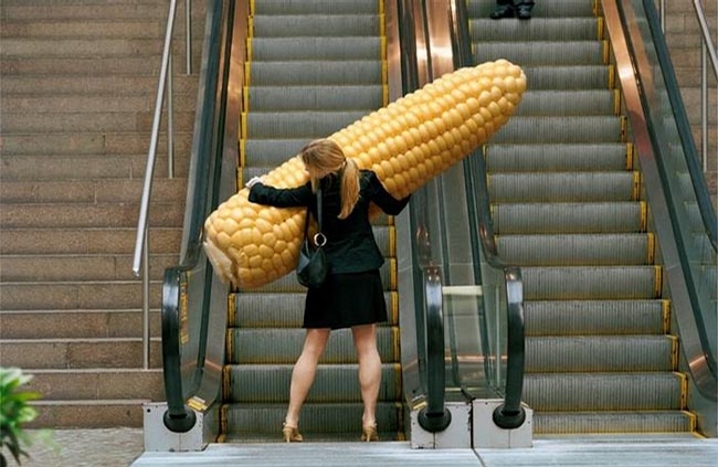 Huge Corn picture