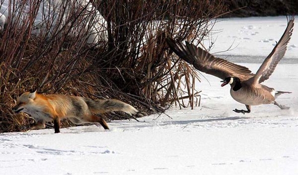 Duck vs Fox picture