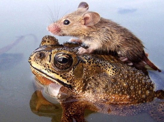 Frog and Mouse picture