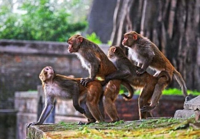 Monkey Train picture