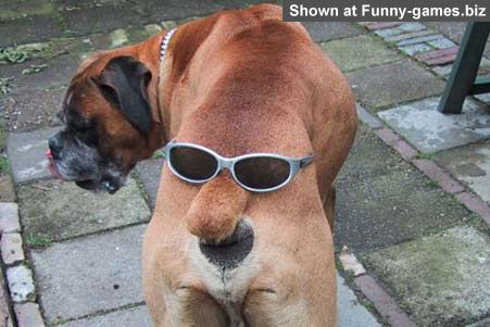 Cool Dog 2 picture