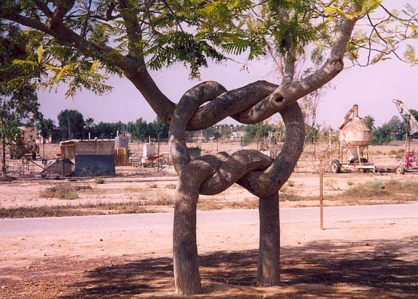 Trees in Love picture