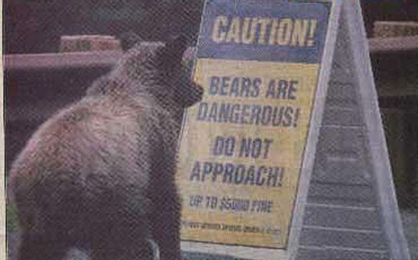 Dangerous Bears picture