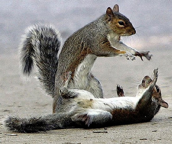 Squirrel Fight picture