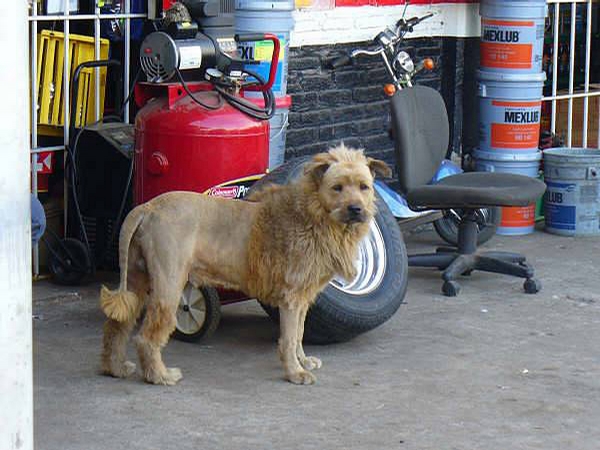 Lion Dog picture