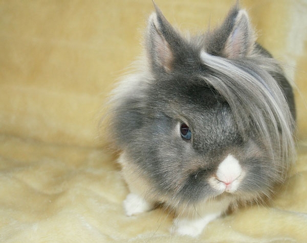 Beauty Rabbit picture