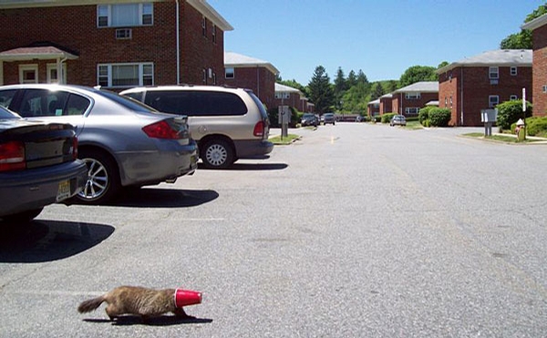 Suicidal Beaver picture