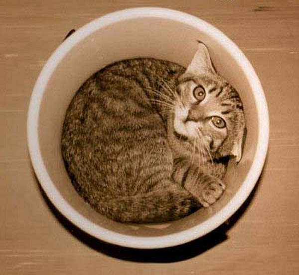 Cat in Bucket picture