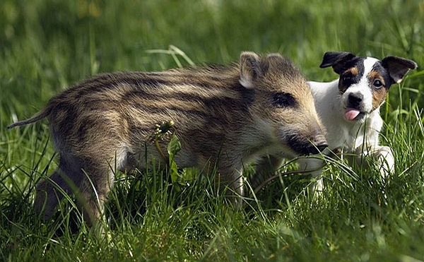 Dog and Pig picture