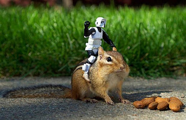 Squirrel Ranger picture