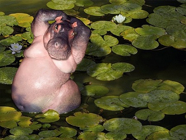 Happy Hippo picture