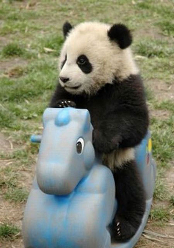 Panda Kid picture