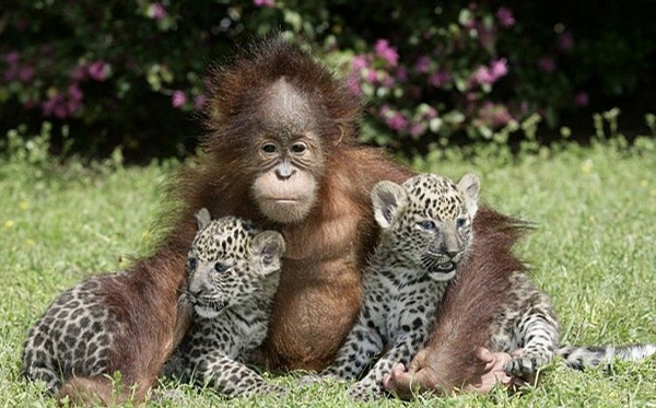 Monkey and Friends picture