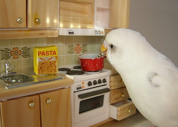 Cooking Parrot picture