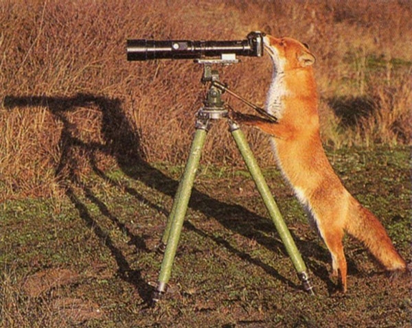 Fox Photographer picture