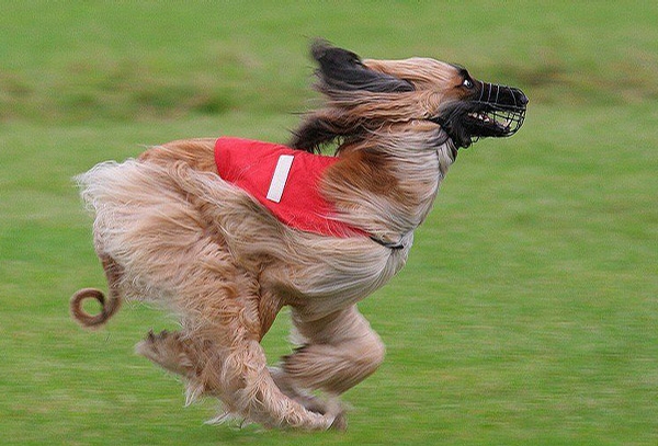 Running Dog picture