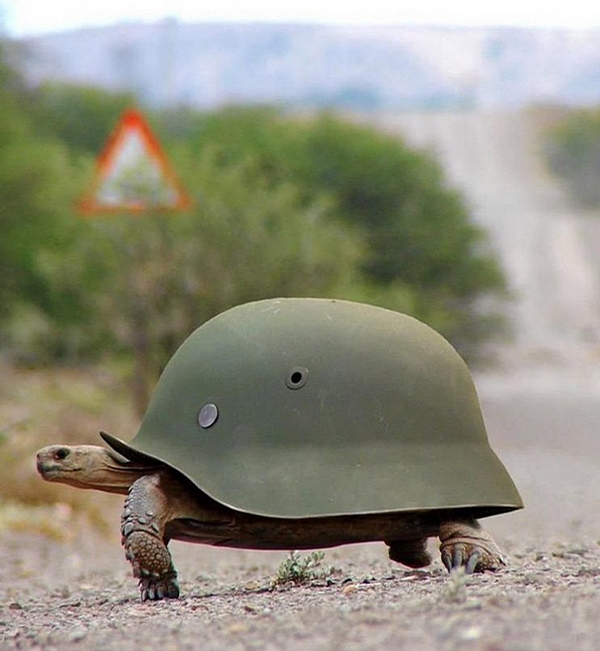 Armored Turtle picture