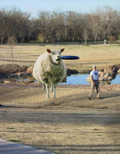 Sheep Frisbee picture