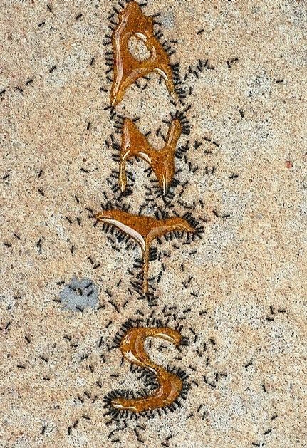 Ants Writing picture