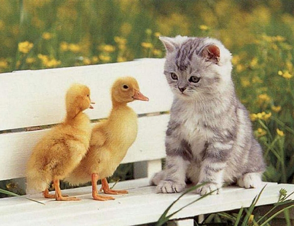 Pussy and Ducklings picture