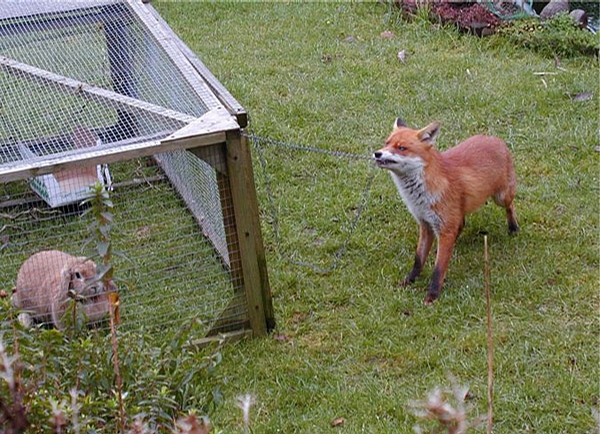 Hungry Fox picture