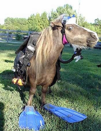 Horse Diver picture