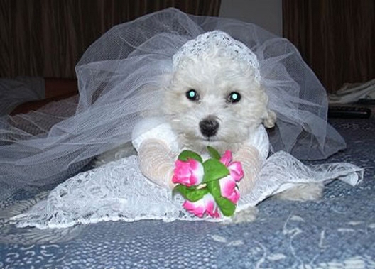 Puppy Bride picture