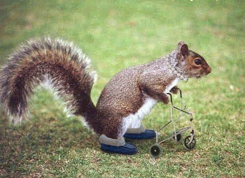 Old Squirrel picture