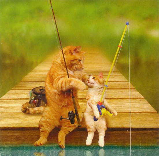 Cats Fishing picture